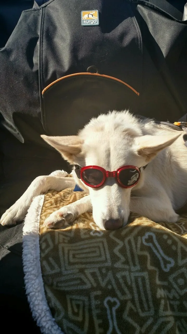 LoveWally Dog Goggles Sunglasses Outdoor Adventure Gear