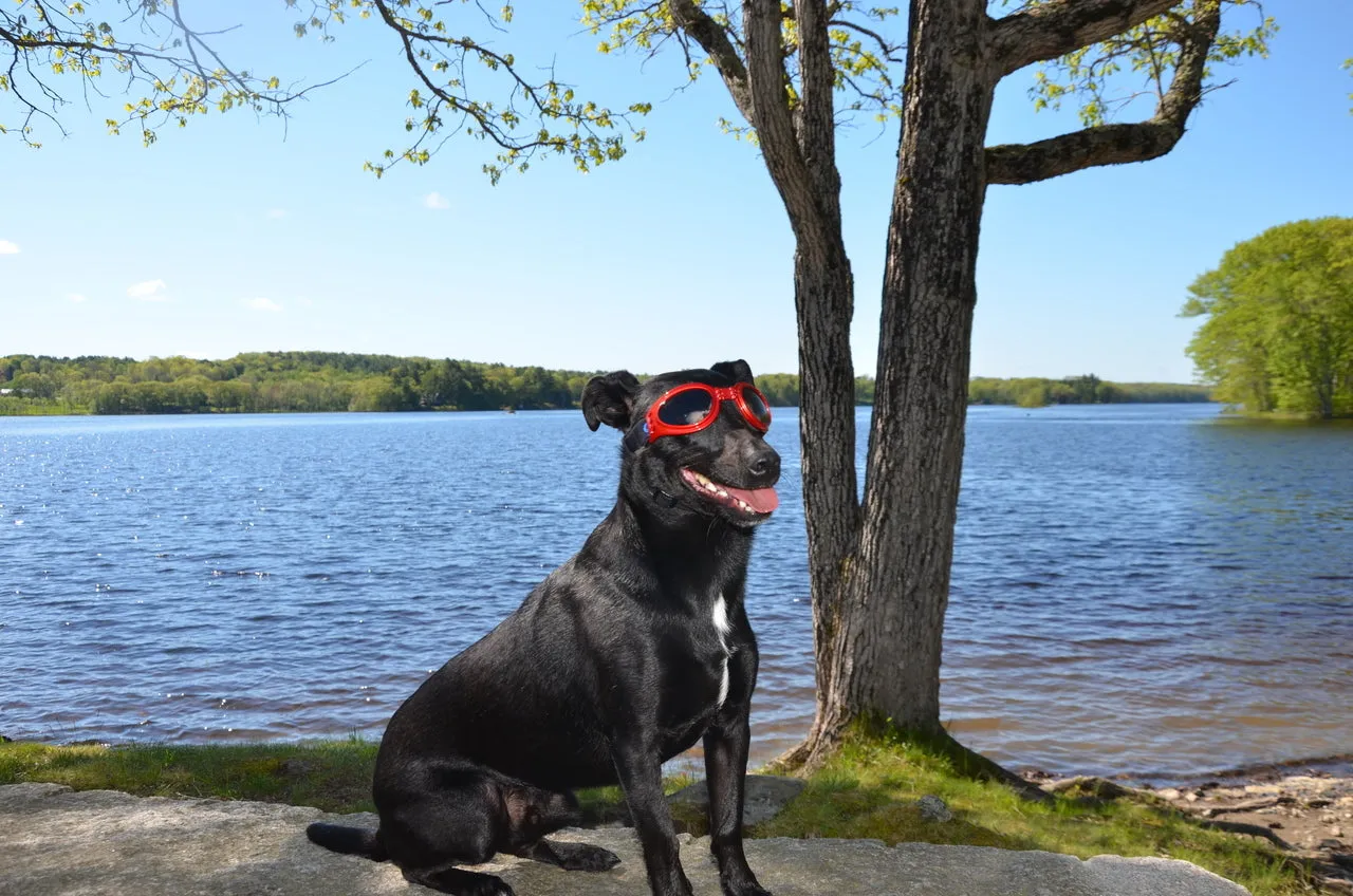 LoveWally Dog Goggles Sunglasses Outdoor Adventure Gear