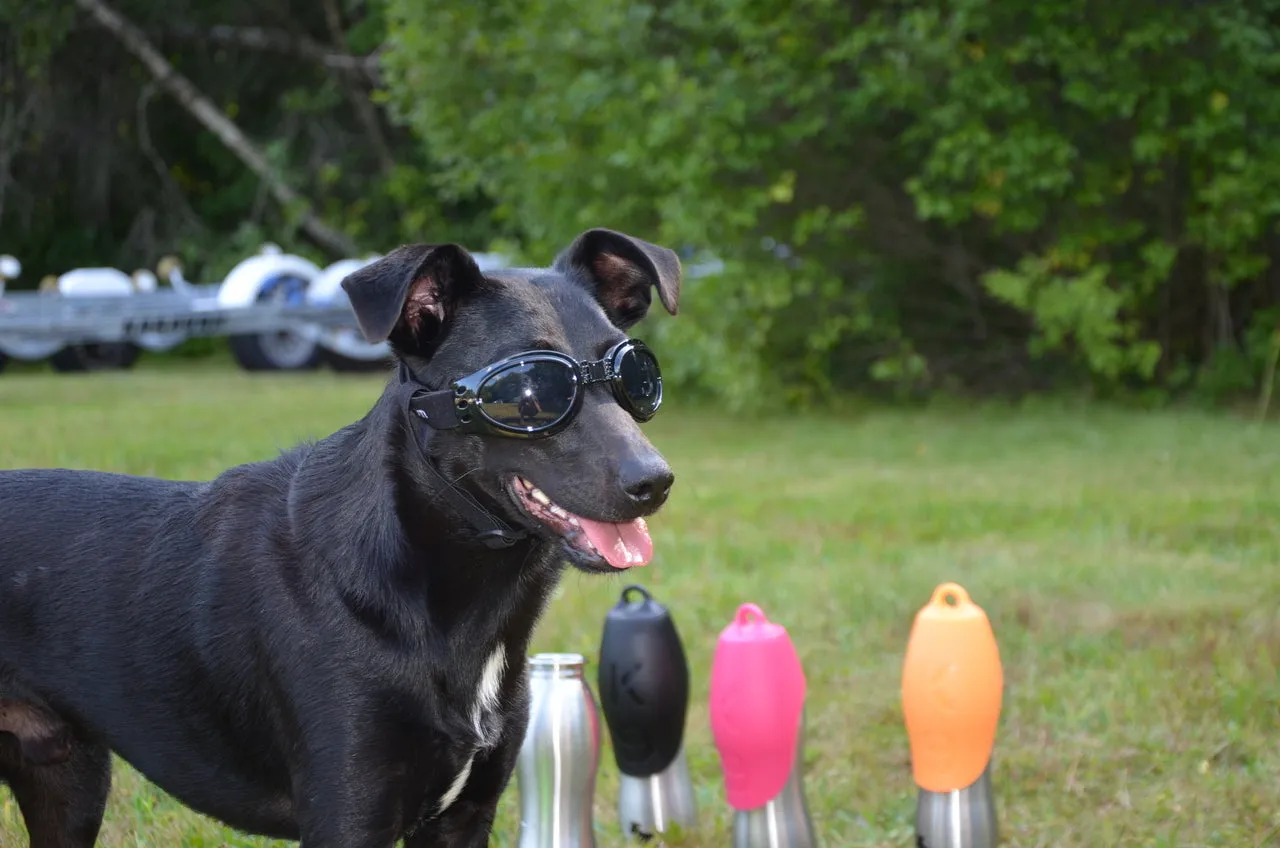 LoveWally Dog Goggles Sunglasses Outdoor Adventure Gear