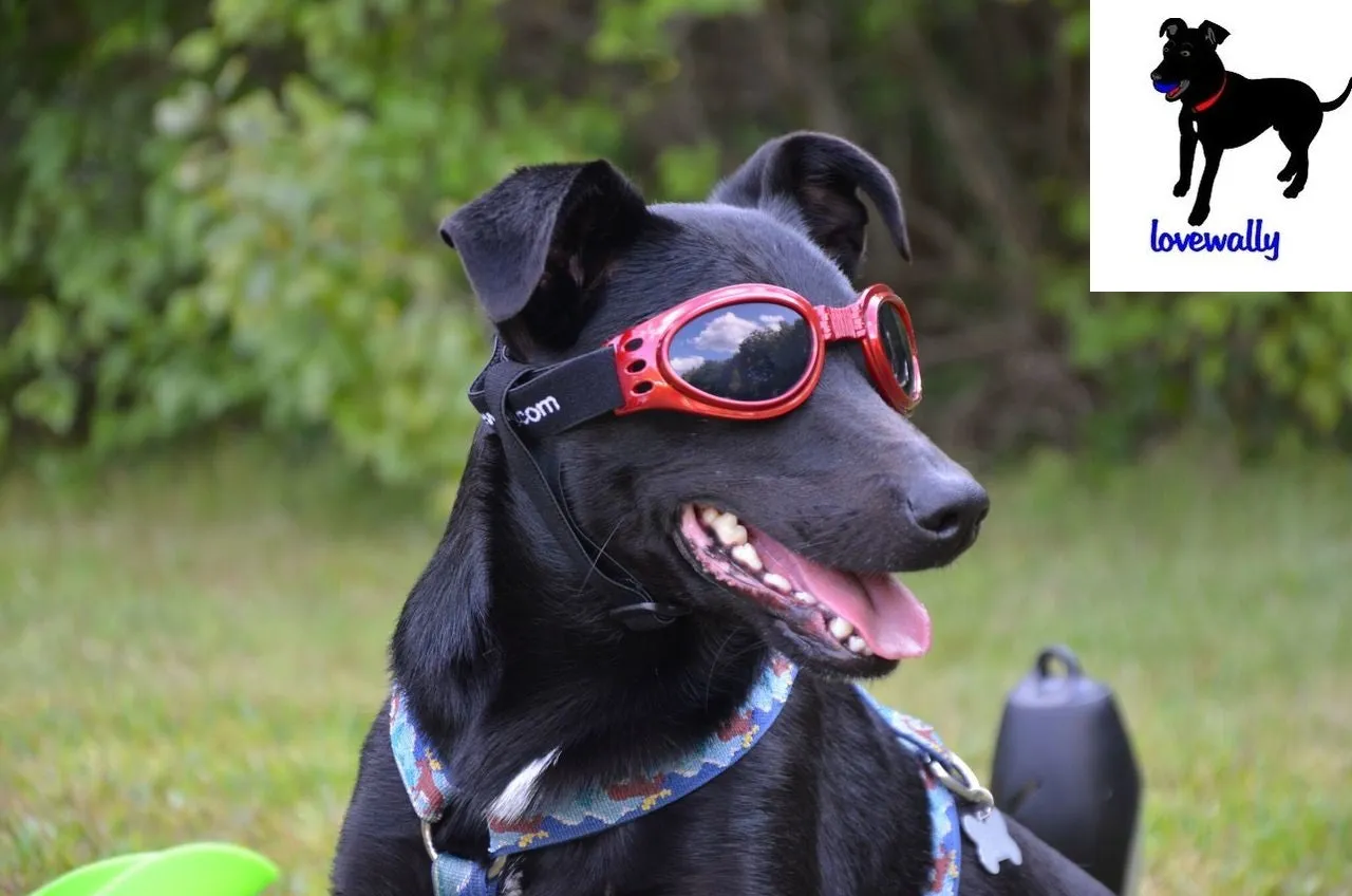 LoveWally Dog Goggles Sunglasses Outdoor Adventure Gear