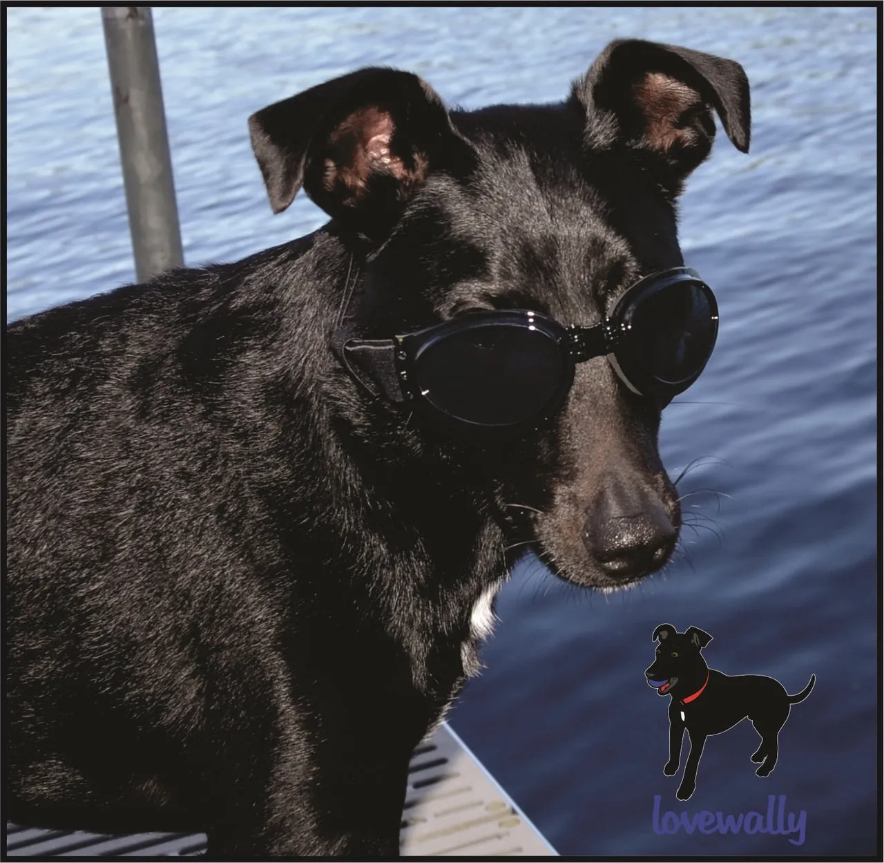 LoveWally Dog Goggles Sunglasses Outdoor Adventure Gear