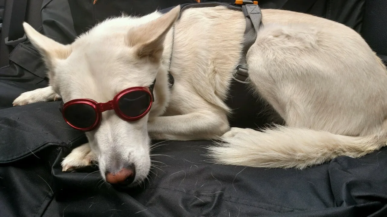 LoveWally Dog Goggles Sunglasses Outdoor Adventure Gear