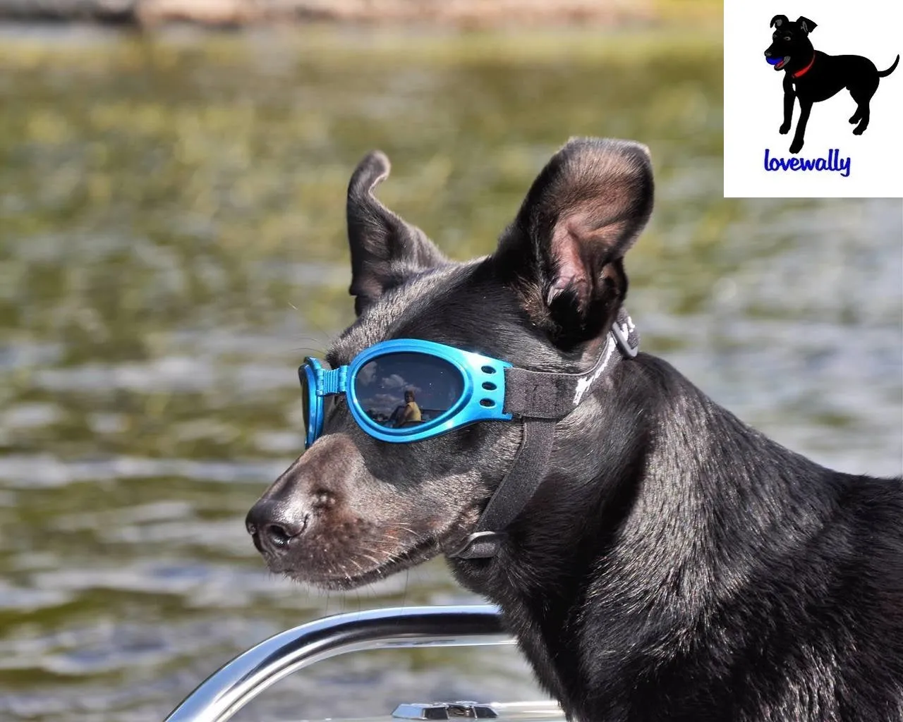 LoveWally Dog Goggles Sunglasses Outdoor Adventure Gear