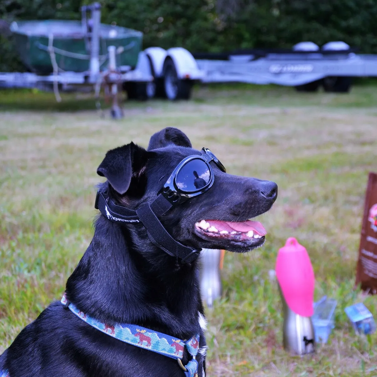 LoveWally Dog Goggles Sunglasses Outdoor Adventure Gear