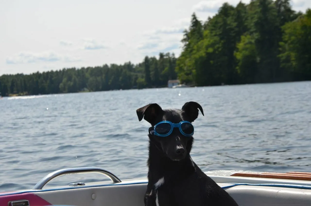 LoveWally Dog Goggles Sunglasses Outdoor Adventure Gear
