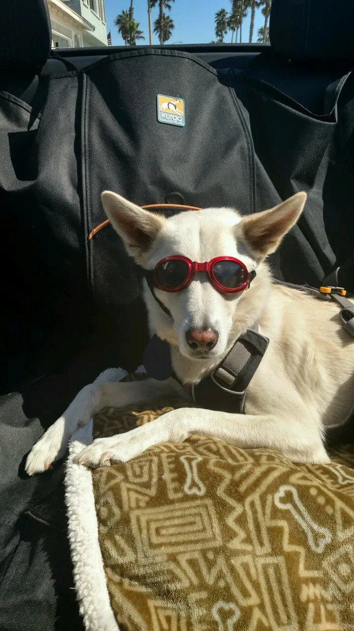 LoveWally Dog Goggles Sunglasses Outdoor Adventure Gear