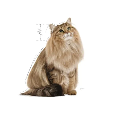 Royal Canin | Cat Wet Food Pouch | Urinary Care in Gravy - 85g