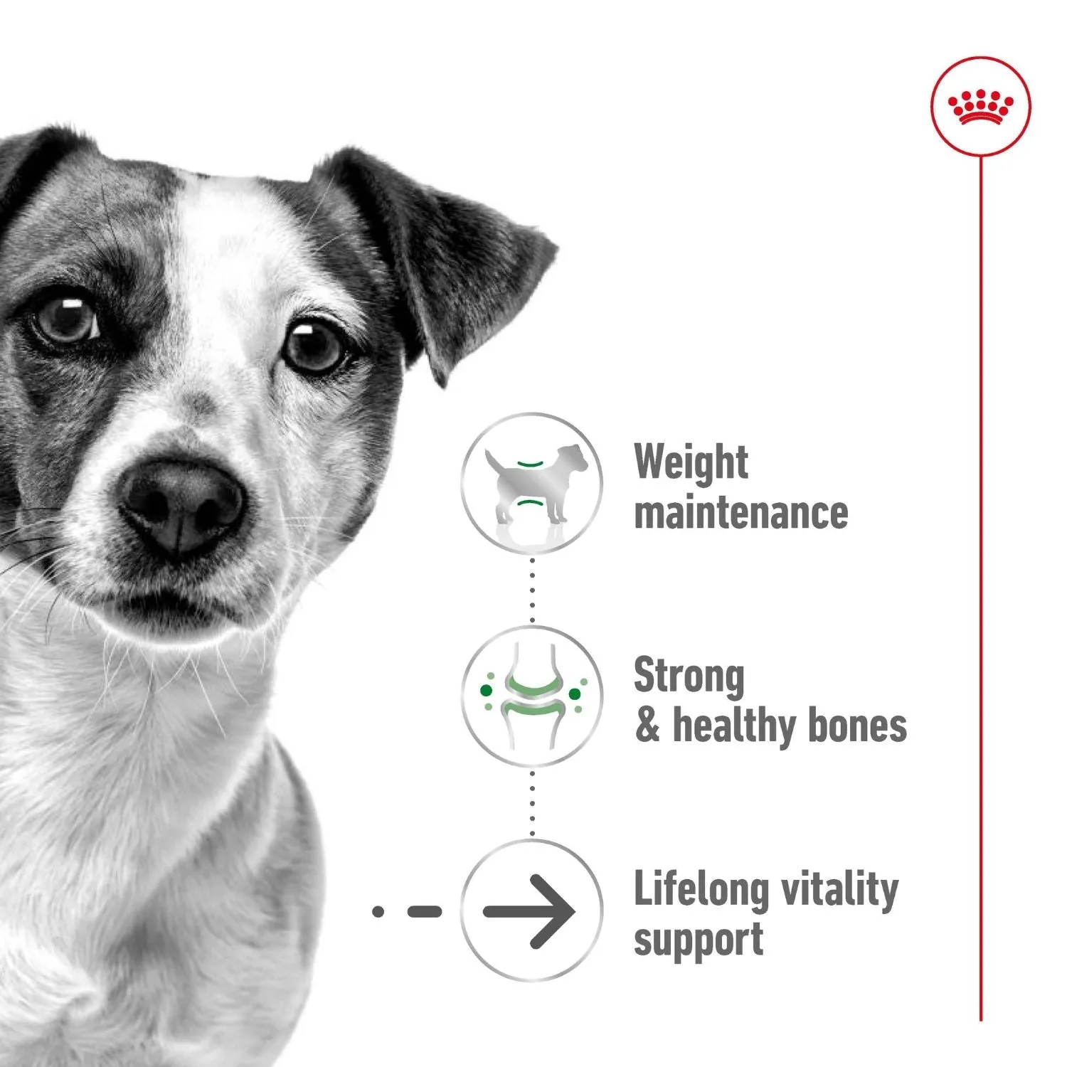 Royal Canin Dog Mini Ageing 12  Dry Food 1.5kg^^^