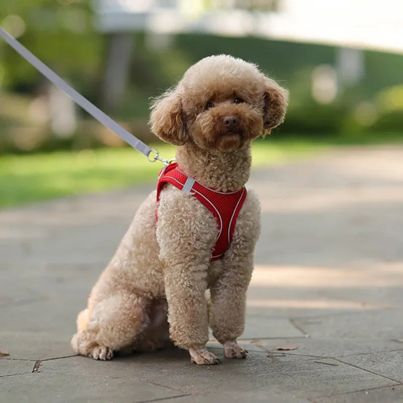 Small Dog Harness and Leash Set - Comfortable & Secure