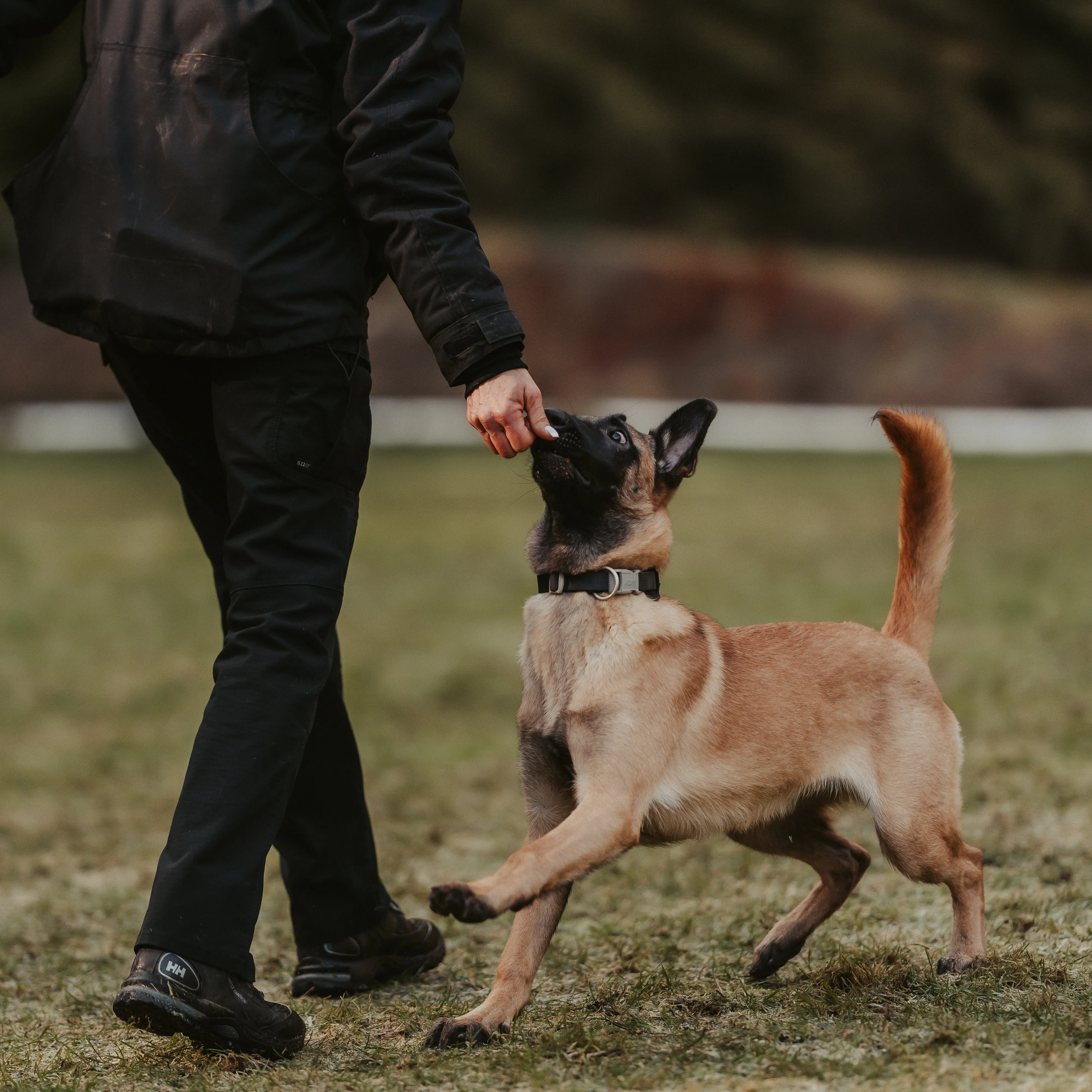 STEP 1 Introduction to Balanced Obedience Training and Relationship Development for dogs and humans