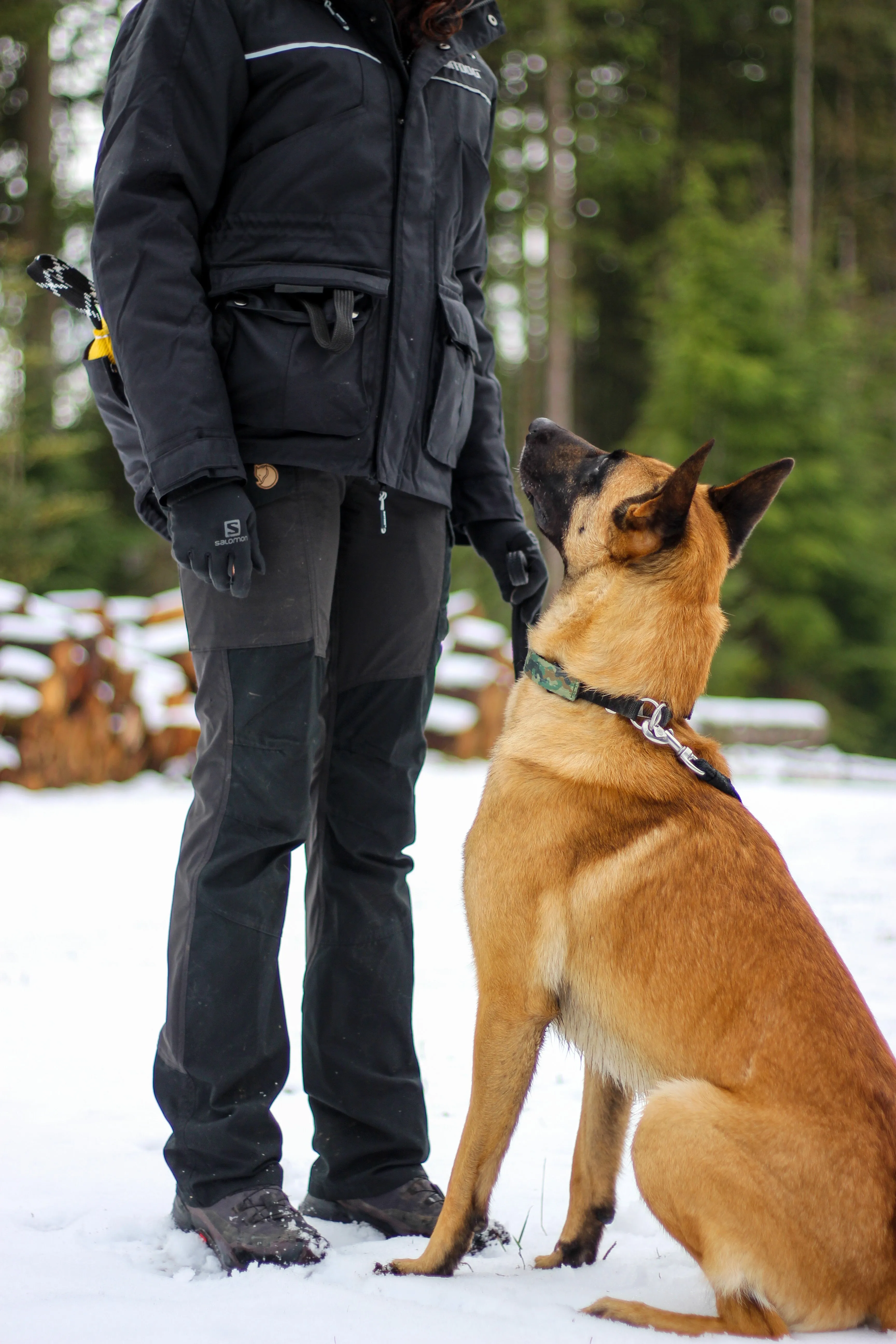 STEP 1 Introduction to Balanced Obedience Training and Relationship Development for dogs and humans