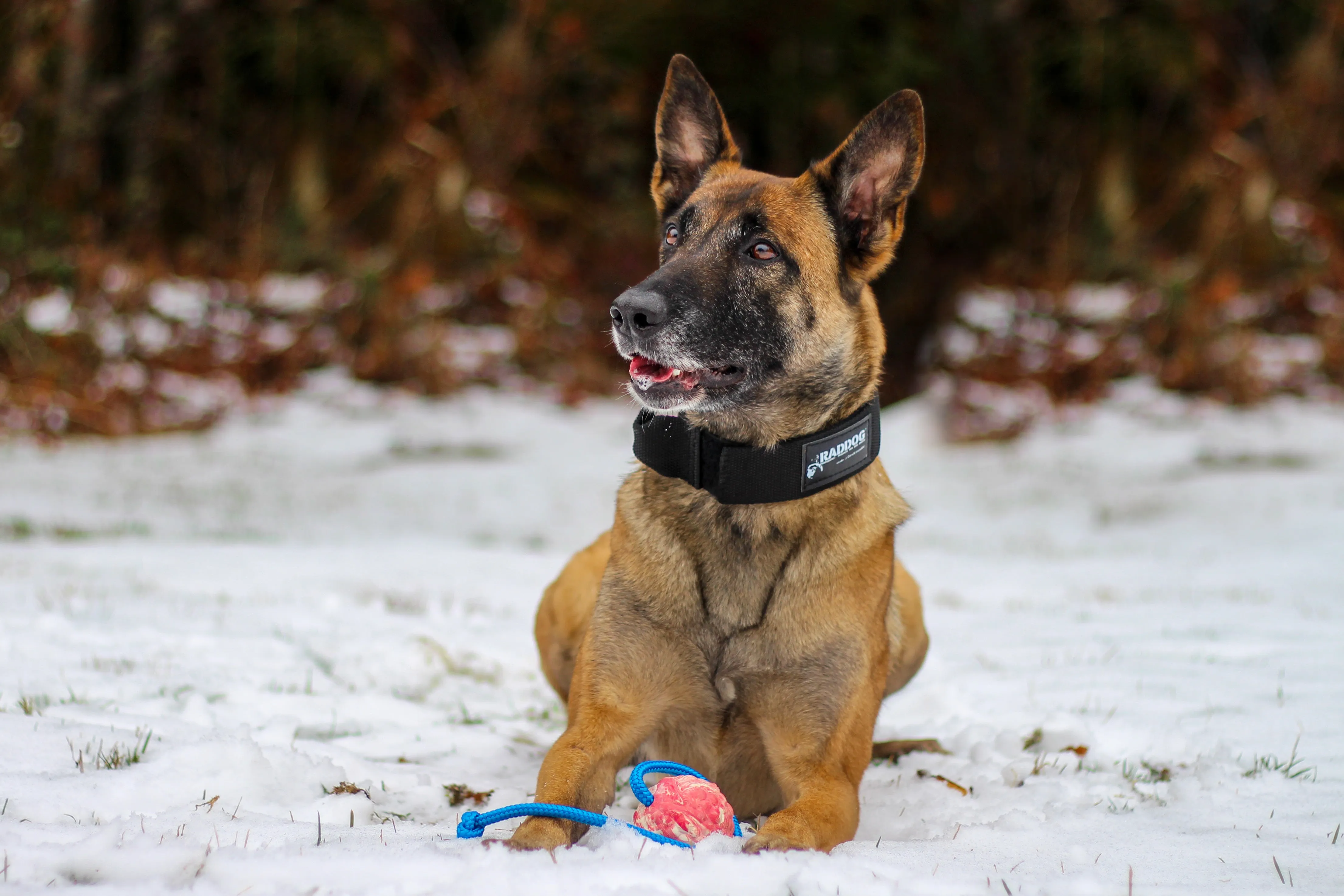 STEP 1 Introduction to Balanced Obedience Training and Relationship Development for dogs and humans