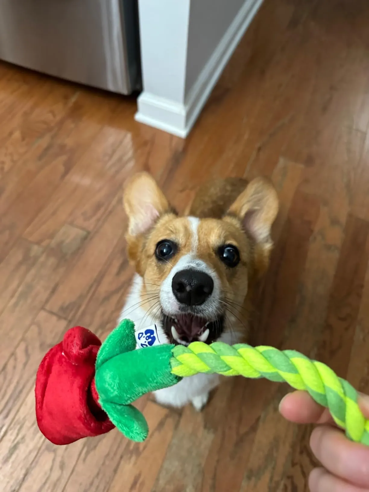 TUG & TREAT ROSE