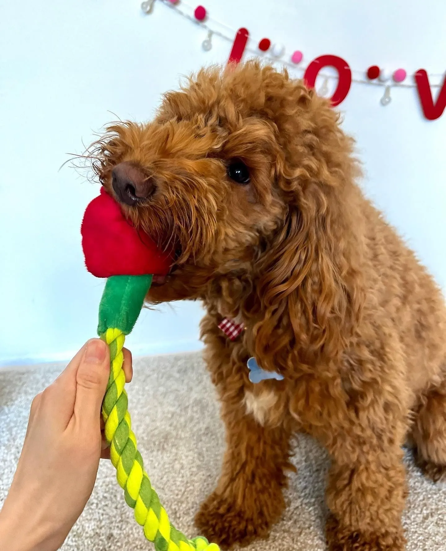 TUG & TREAT ROSE