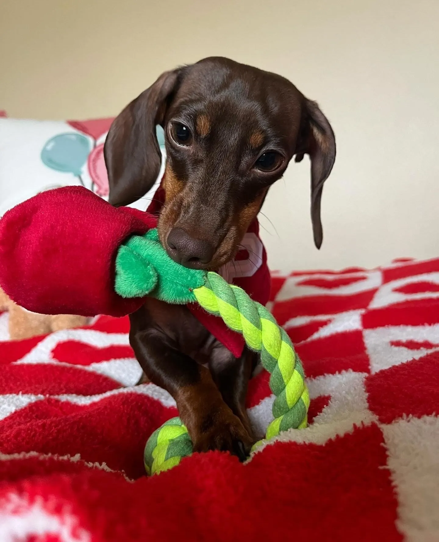 TUG & TREAT ROSE