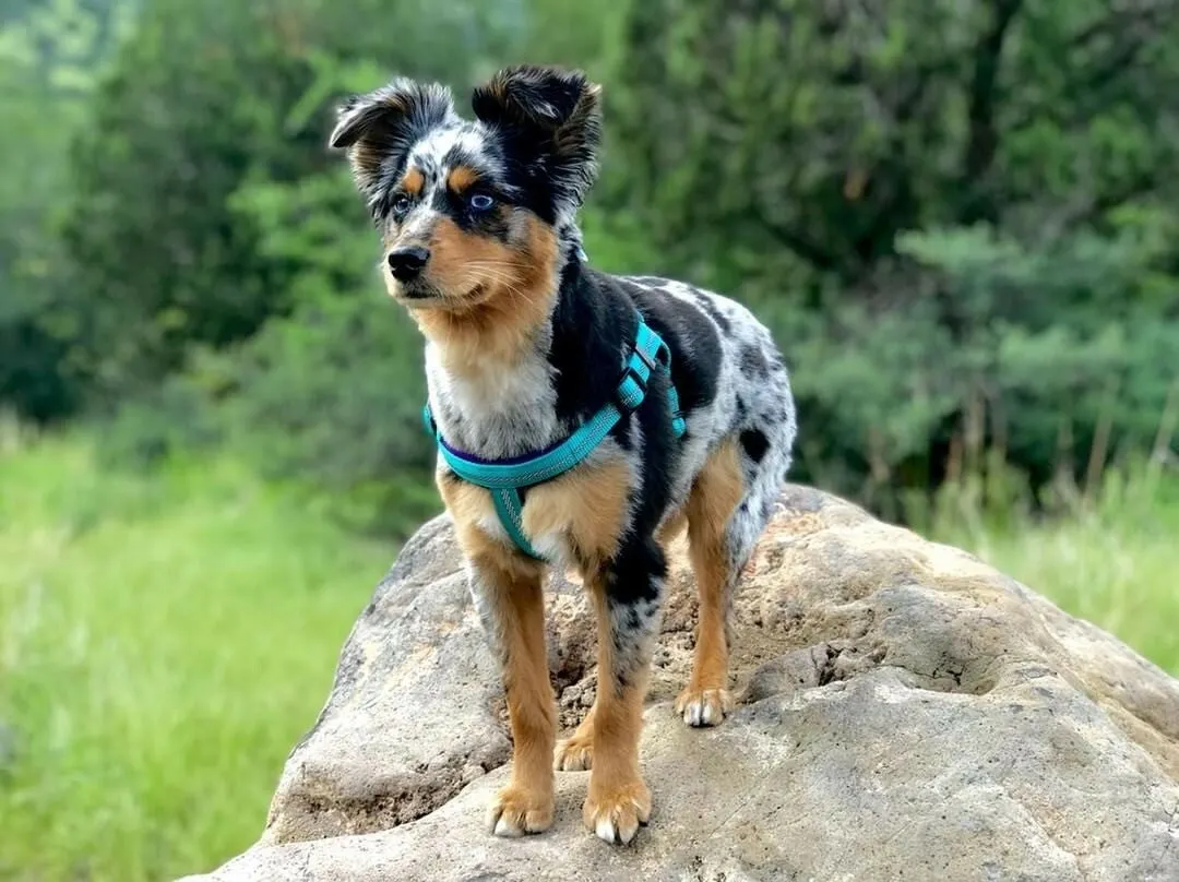 Weaver Terrain D.O.G. Durable Pet Outdoor Gear Reflective Neoprene Lined Harness