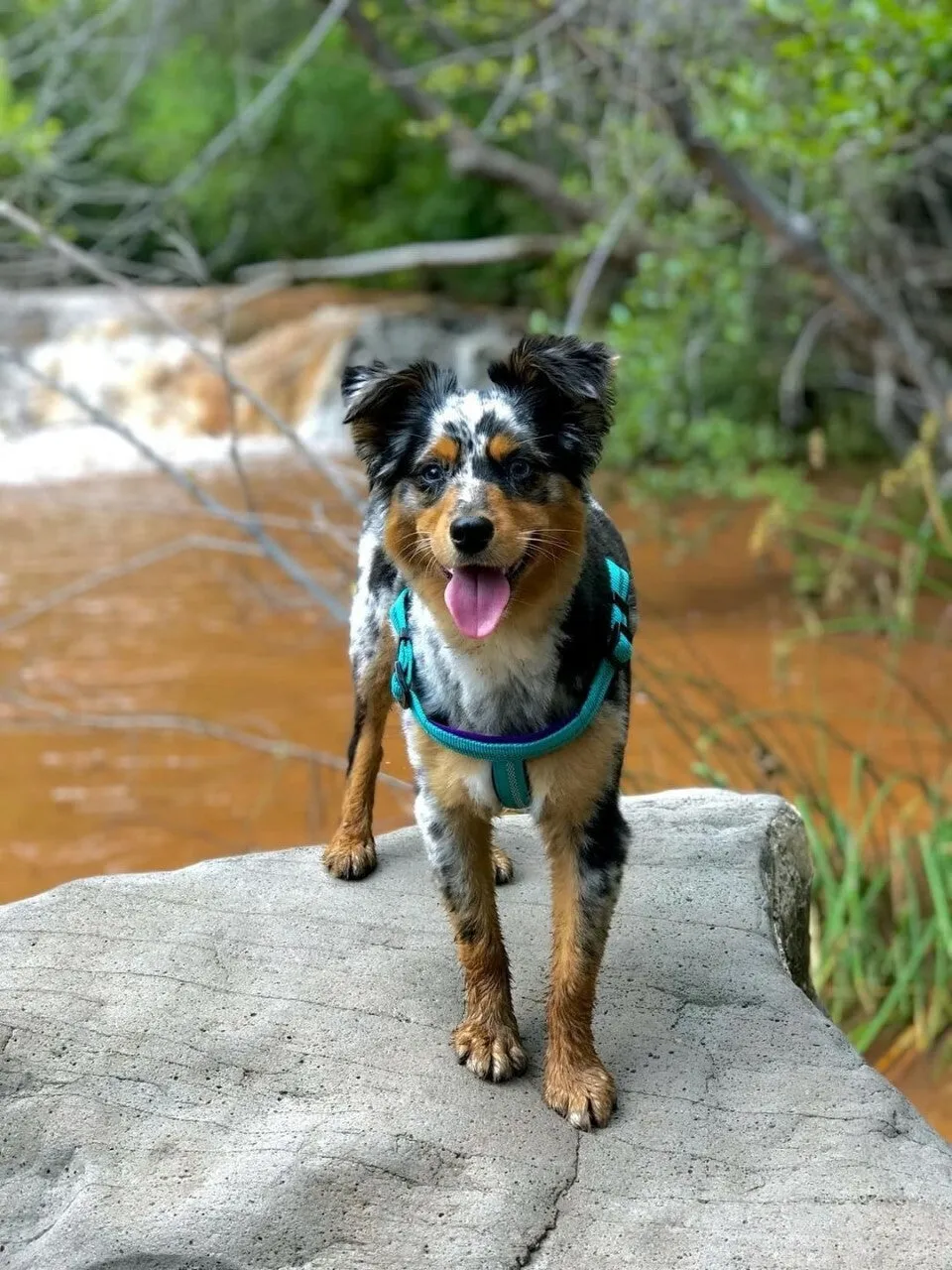 Weaver Terrain D.O.G. Durable Pet Outdoor Gear Reflective Neoprene Lined Harness