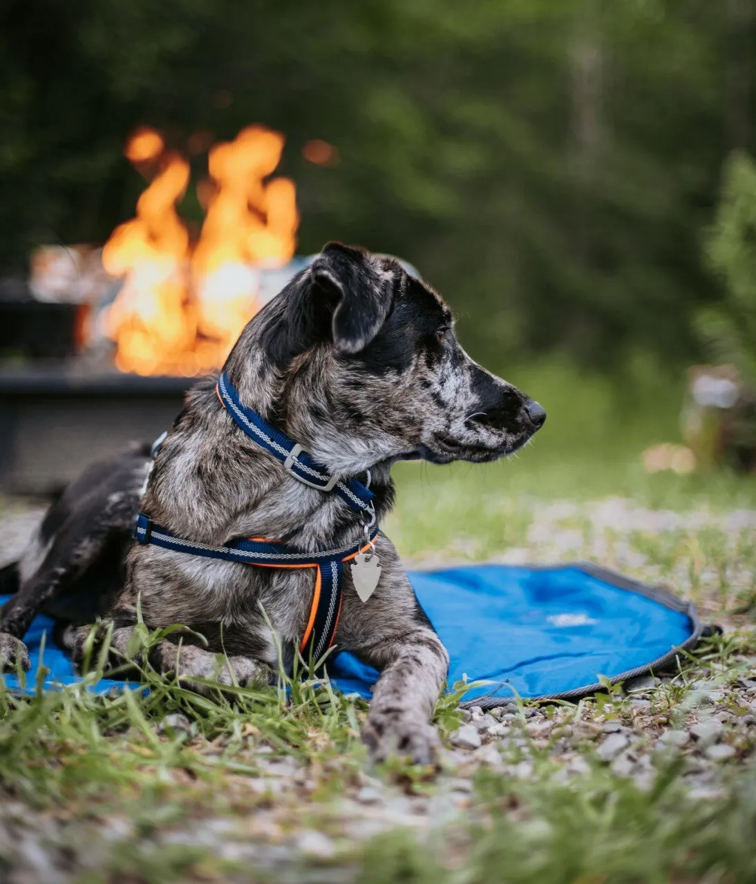 Weaver Terrain D.O.G. Durable Pet Outdoor Gear Reflective Neoprene Lined Harness